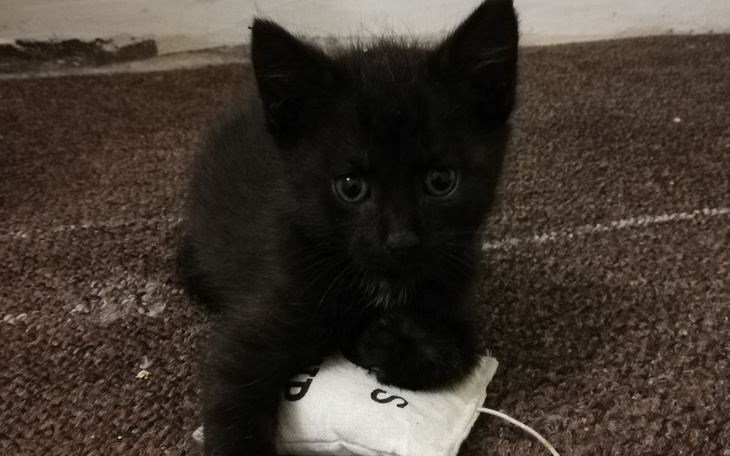 Zbiórka 2 dni ogrzewania kociarni e04 - zdjęcie główne