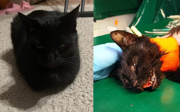 Zbiórka Operacja Kotki Niny - zdjęcie główne