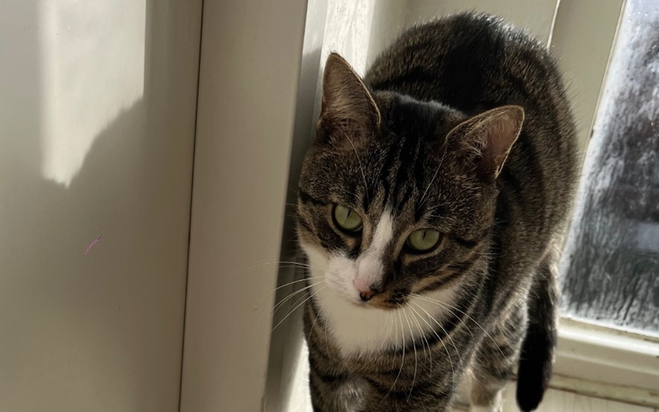 Zbiórka Operacja KotaGucia - zdjęcie główne