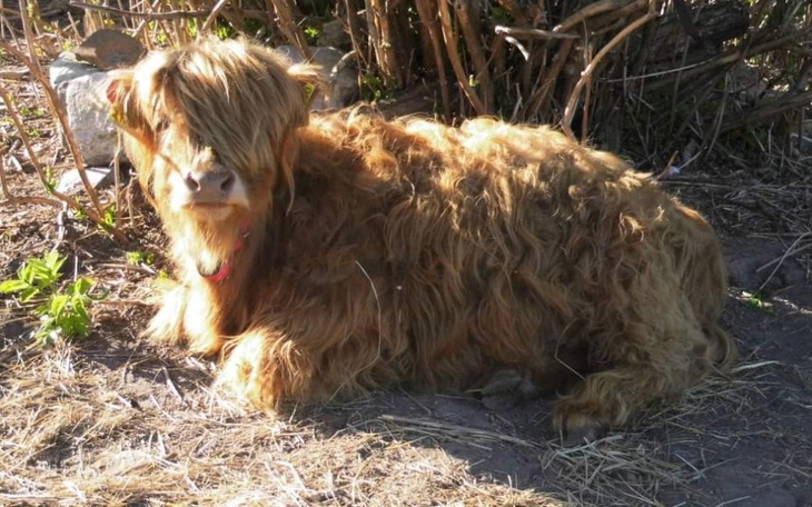 Zbiórka Dla uratowanych przed hakiem - zdjęcie główne