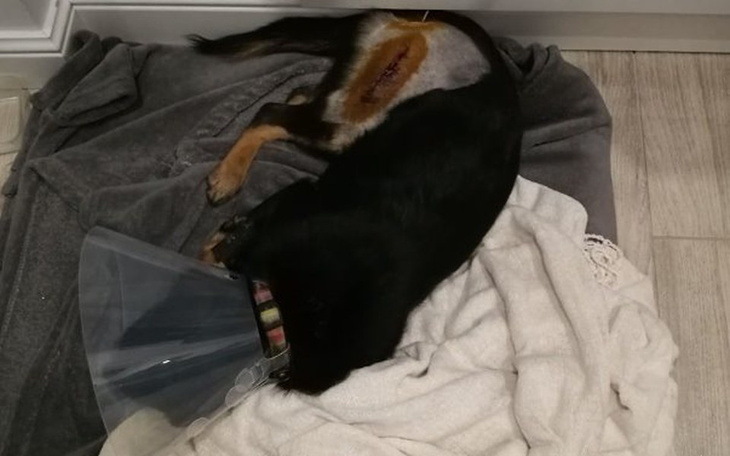 Zbiórka Zbiórka na kojec dla Papiego - zdjęcie główne