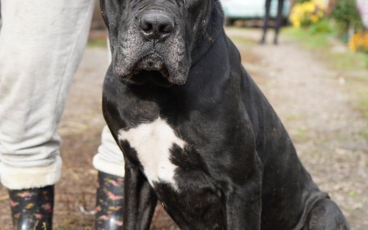 Zbiórka Bezdomne zwierzaki z Ukrainy - zdjęcie główne