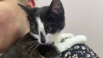 Zbiórka Oreo i tajemnicza choroba - miniaturka zdjęcia