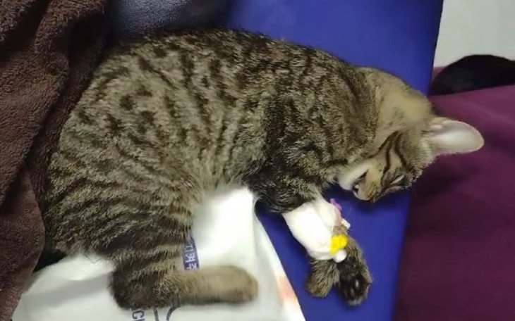 Śpiący kotek z opatrunkiem na łapce, odpoczywający na poduszce.