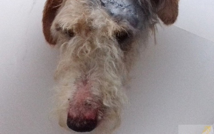 Zbiórka Pomoc dla Mai. - zdjęcie główne