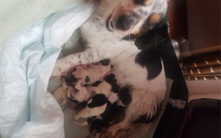 Zbiórka Biednym wyrzuconym pieskom pomo - zdjęcie główne