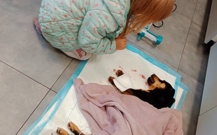 Zbiórka Podaruj drugie życie dla Piggy - zdjęcie główne