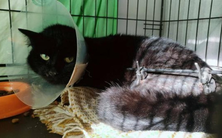 Zbiórka Ofiara pędzącego samochodu! - zdjęcie główne