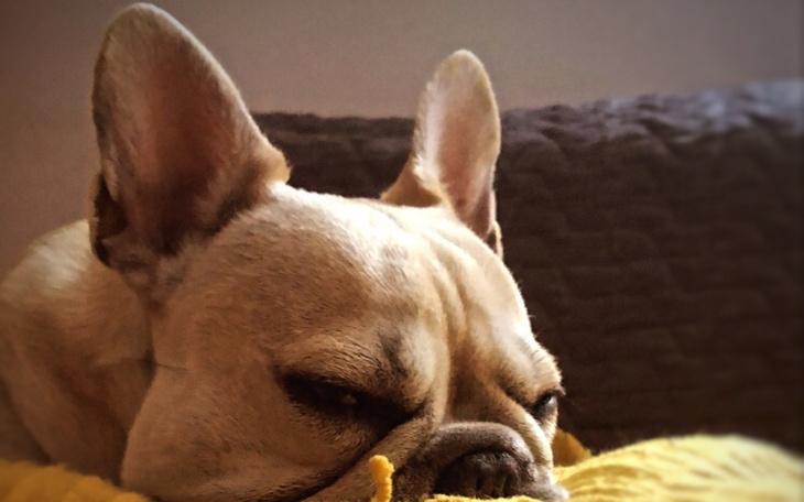 Zbiórka Pomagajmy psiakom - zdjęcie główne