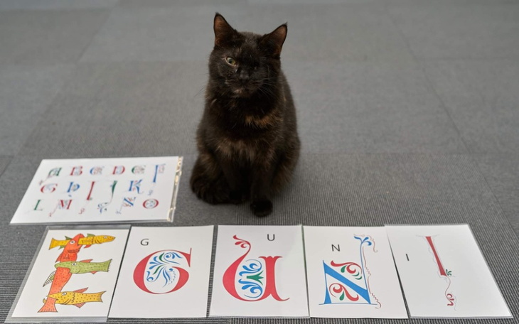 Zbiórka Na kociaki, leki i inne potrzeby - zdjęcie główne