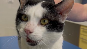 Zbiórka Leczenie Valentino - miniaturka zdjęcia