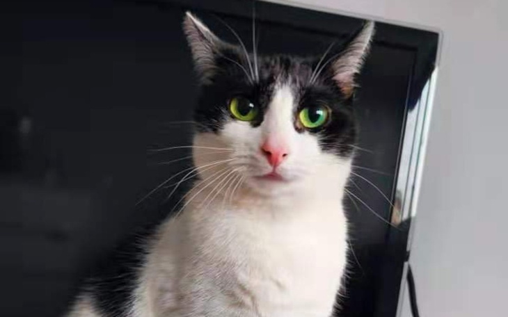 Zbiórka Pomoc dla kotki Kokoszki - zdjęcie główne