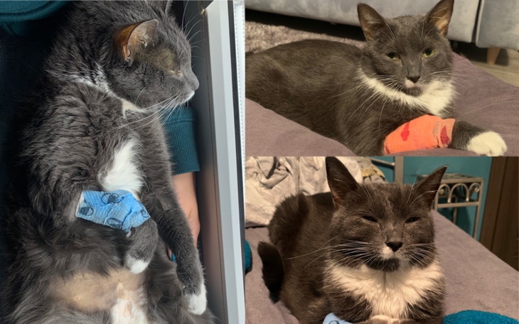 Zbiórka Leosia chora zapalenie otrzewnej - zdjęcie główne