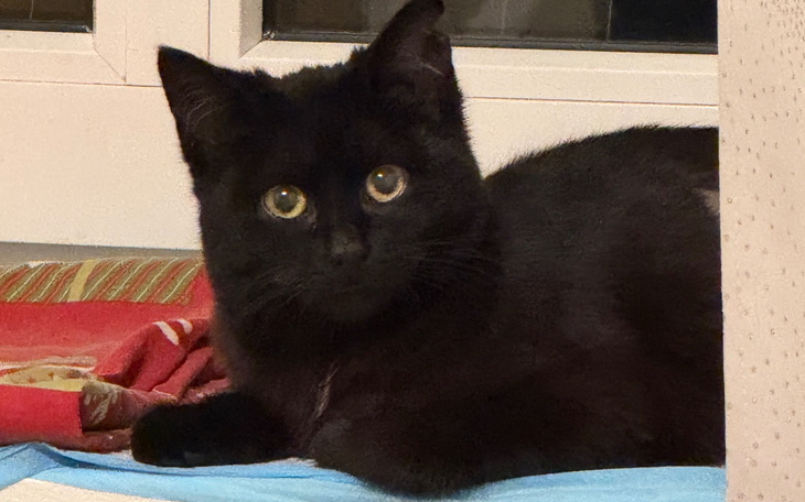 Czarny kot leżący na kolorowym kocu, z wyrazistymi oczami.