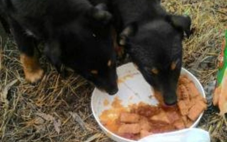 Dwa czarne psy jedzące z miski na świeżym powietrzu.