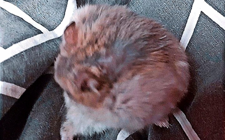 Zbiórka Chomik zbiórka - zdjęcie główne