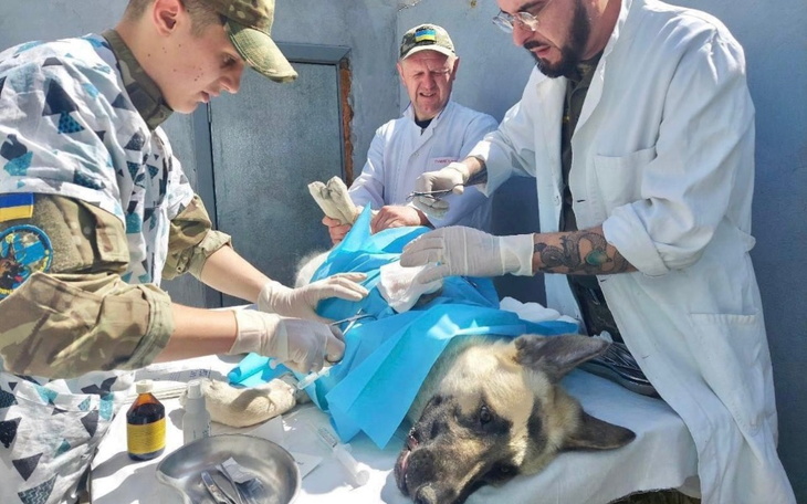 Zbiórka Wojskowy szpital weterynaryjny - zdjęcie główne