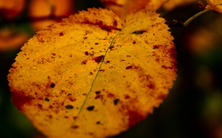 Zbiórka Pomóż osiągnąć pasję - zdjęcie główne