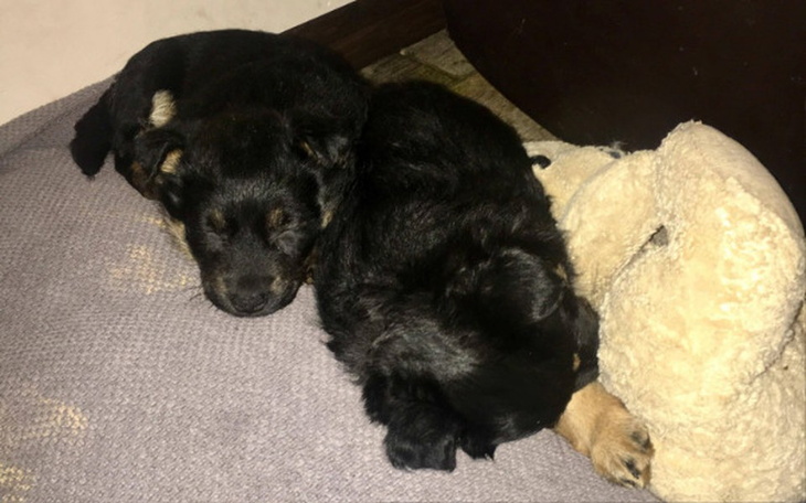 Zbiórka Siostry z lasu z parwo ! - zdjęcie główne