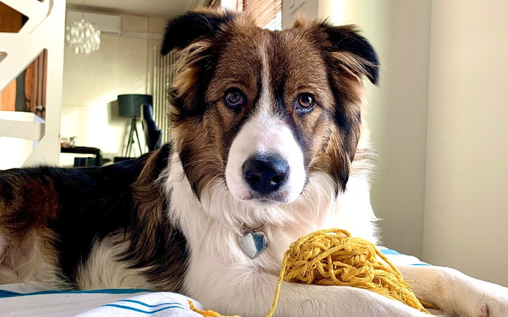 Zbiórka Operacja stawów u szczeniaka - zdjęcie główne