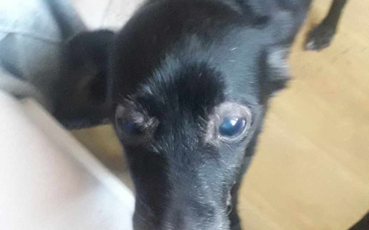 Czarny pies z bliska.