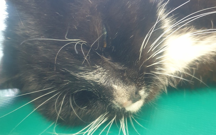 Zbiórka Kalekie kotki Runa i Aisha - zdjęcie główne