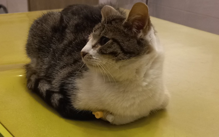 Kot leżący na stole, z widoczną obrożą.