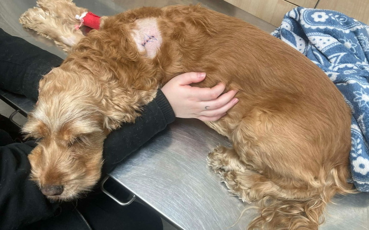 Pies w klinice weterynaryjnej, leżący na stole, z opatrunkiem na ciele.