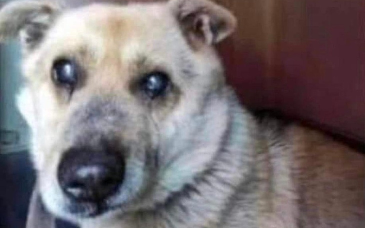 Zbiórka dla niewidomego agresorka - zdjęcie główne