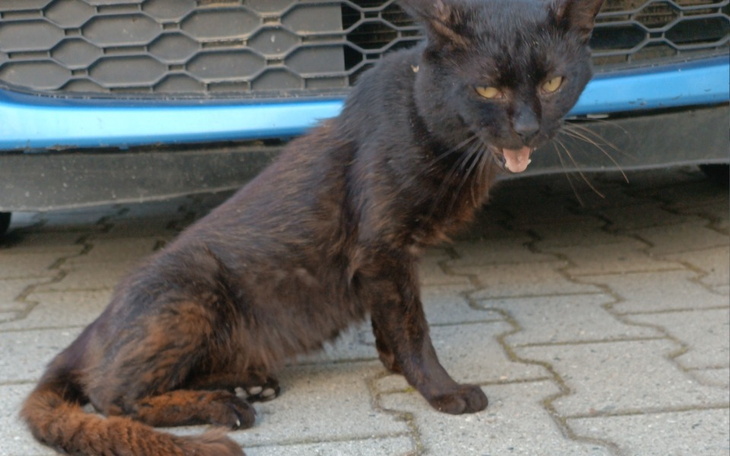 Zbiórka Rambo - ratujemy kotka - zdjęcie główne