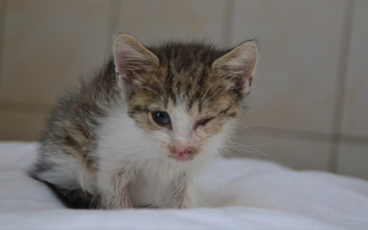 Zbiórka Uratować przed śmiercią... - zdjęcie główne