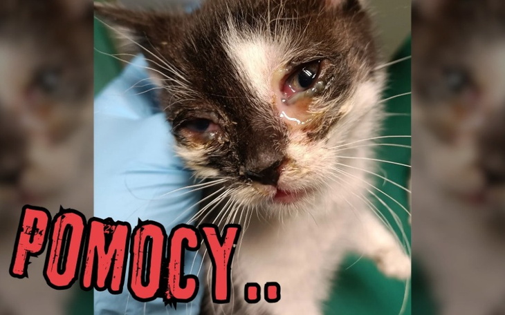 Zbiórka Leczenie kotów - lipiec 2024 - zdjęcie główne