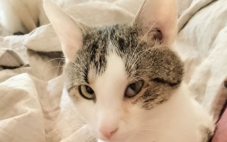 Kot na łóżku, z ciekawym spojrzeniem.