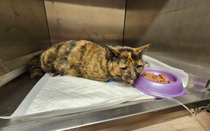 Zbiórka Cheetos - leczenie i diagnostyka - zdjęcie główne