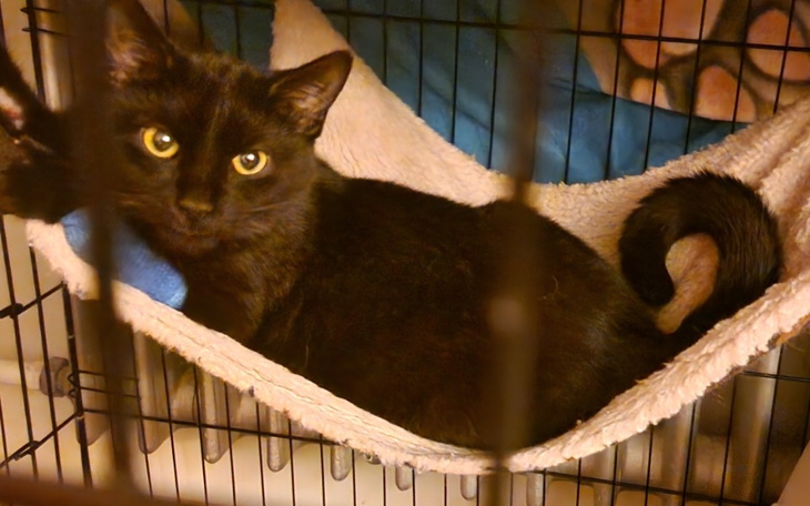 Zbiórka Walczymy o życie Hope - zdjęcie główne