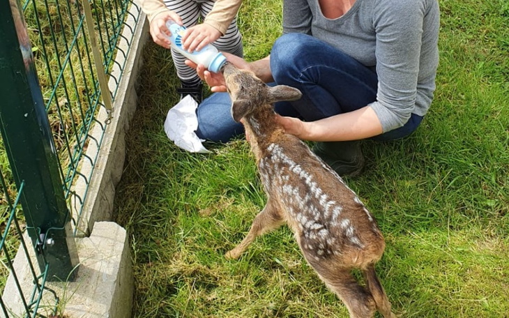Zbiórka Bambi-sarna, która nie dała rady - zdjęcie główne
