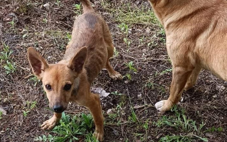 Zbiórka 5 psiaków z lasu - ratujmy je - zdjęcie główne