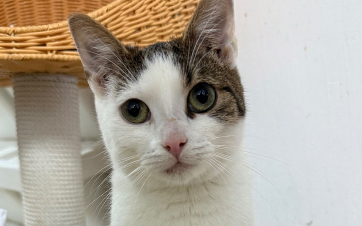 Biały kot z brązowymi łatami, patrzący w obiektyw.