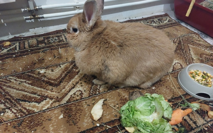 Zbiórka Na leczenie Dla Tosia - zdjęcie główne