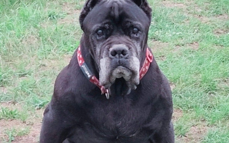 Zbiórka Leon - cane corso z Wrocławia - zdjęcie główne