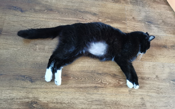 Zbiórka Uratujmy Rózia z chorobą zakaźną - zdjęcie główne