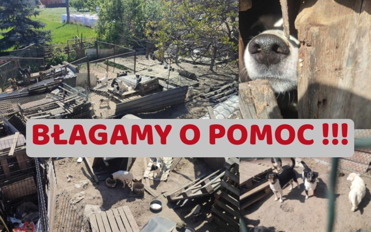 Widok na schronisko dla zwierząt z prośbą o pomoc.