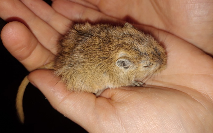 Zbiórka Maleńka Arielka - zdjęcie główne
