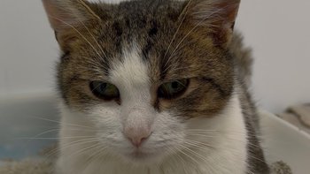 Zbiórka Ratunek dla Filemona - miniaturka zdjęcia