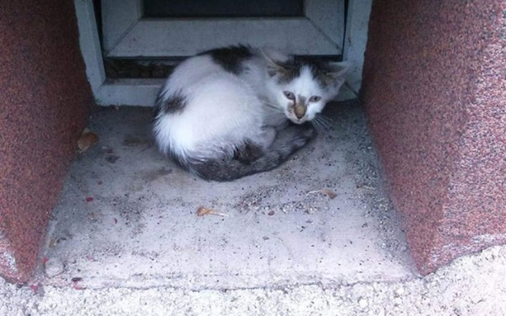 Zbiórka Przybij piątaka dla Niczyjaka. - zdjęcie główne