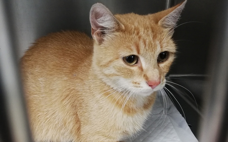 Zbiórka Badanie Czika - zdjęcie główne