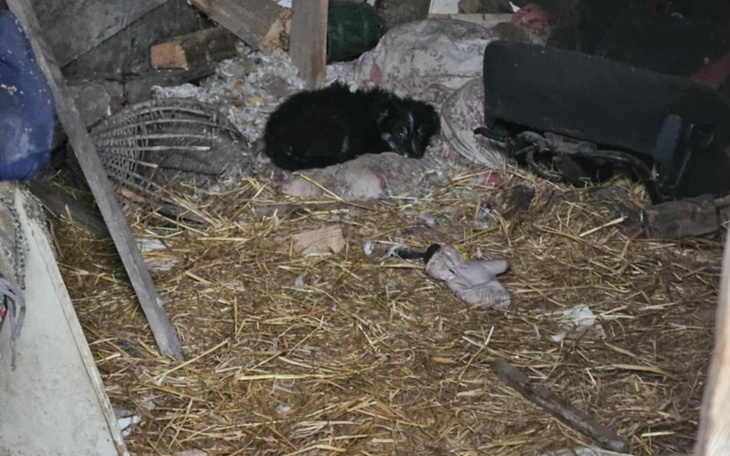 Zabłocona przestrzeń z leżącym czarnym kotem.