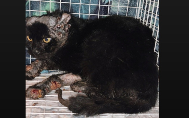 Chory kot w klatce, potrzebujący pomocy i wsparcia.