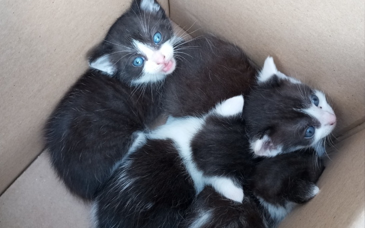 Zbiórka Leczenie młodych kociąt - zdjęcie główne