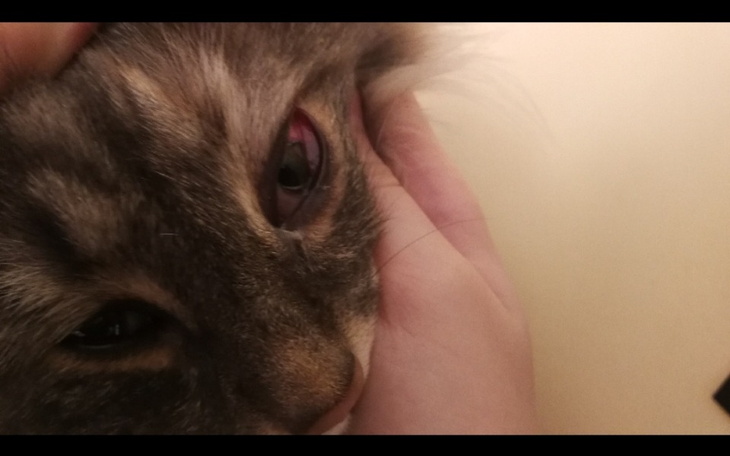 Zbiórka Leczenie kotów pana Piotra - zdjęcie główne